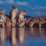 Lions sit at watering hole, Kenya