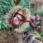 castagne