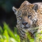 Jaguar (Panthera onca), female.